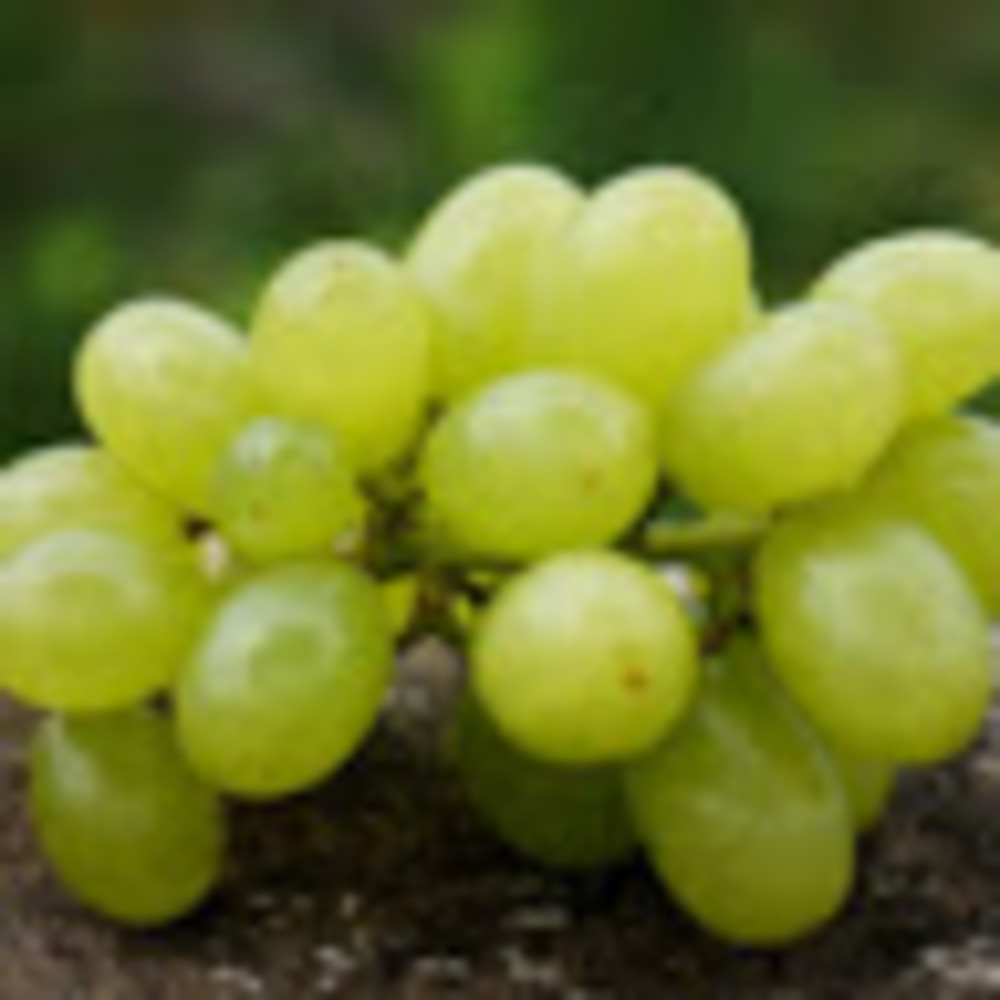 Meet your Posher, Raycee